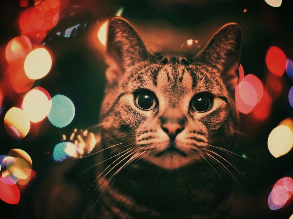 Любопытный кот обои