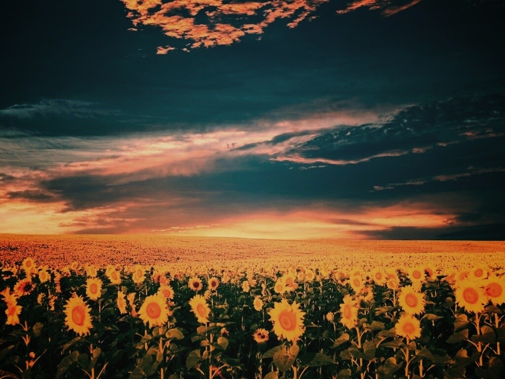 Целое поле подсолнухов обои