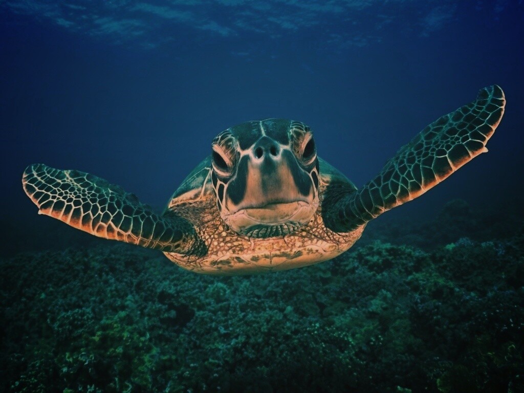 Морская черепаха обои