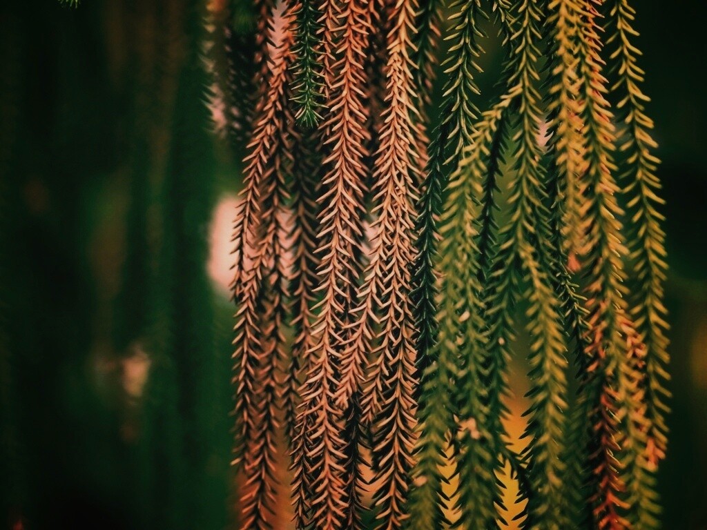 Зеленые колючки обои