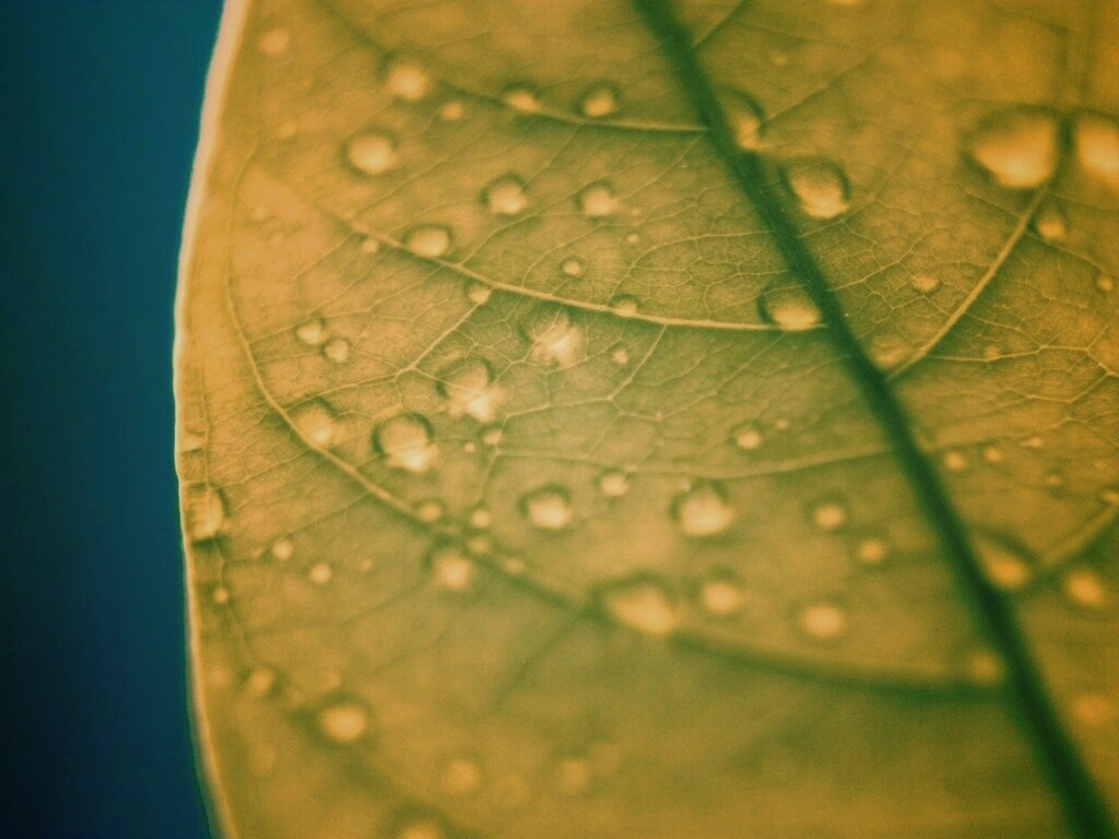 Зеленый листик в макро обои