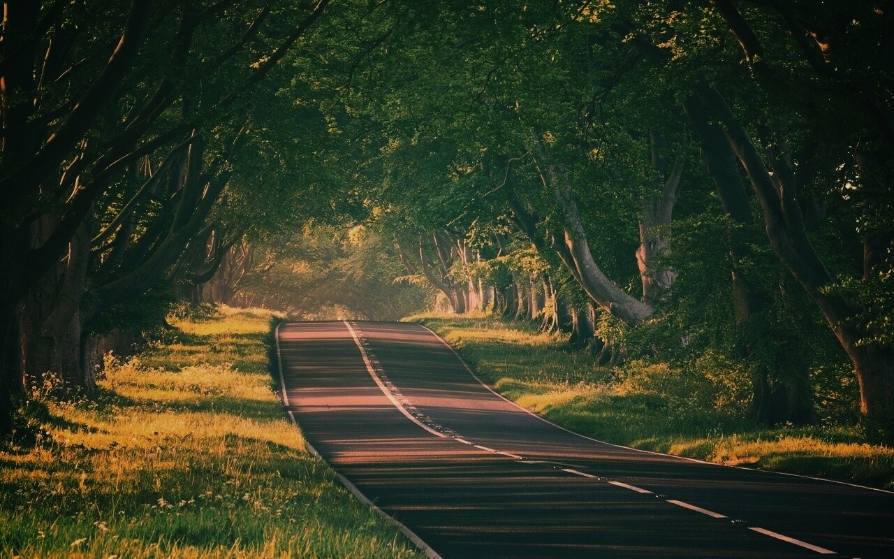 Трасса в тени деревьев обои