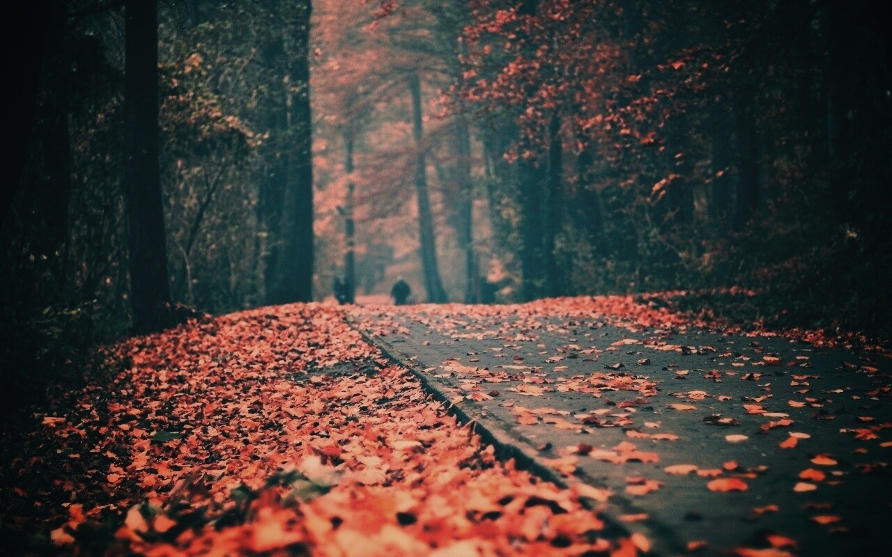 Осенняя дорога обои