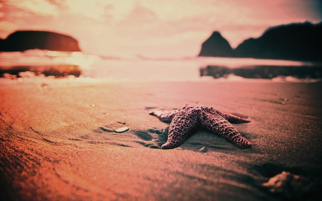 Морская звезда обои