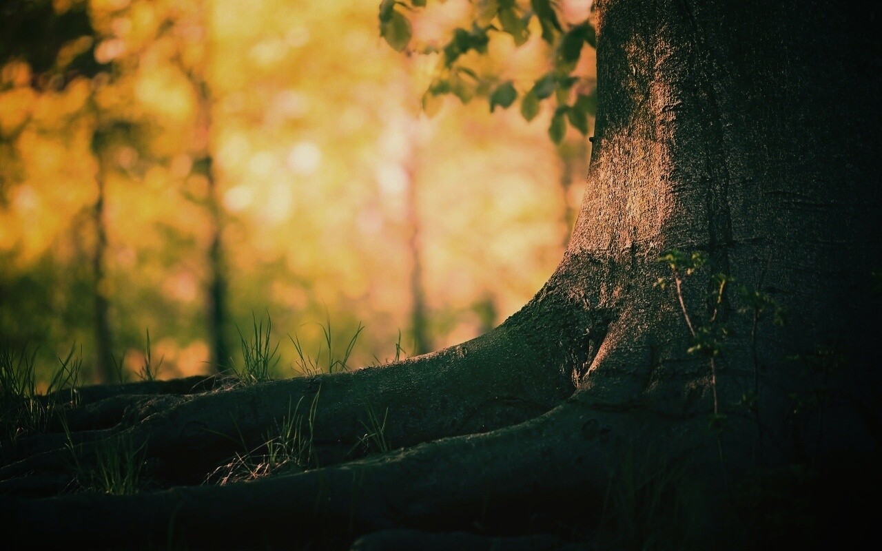 Корни дерева обои