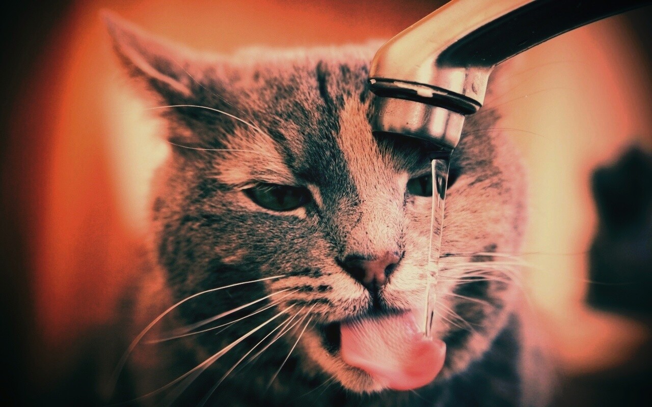 Кот пьет из под крана обои
