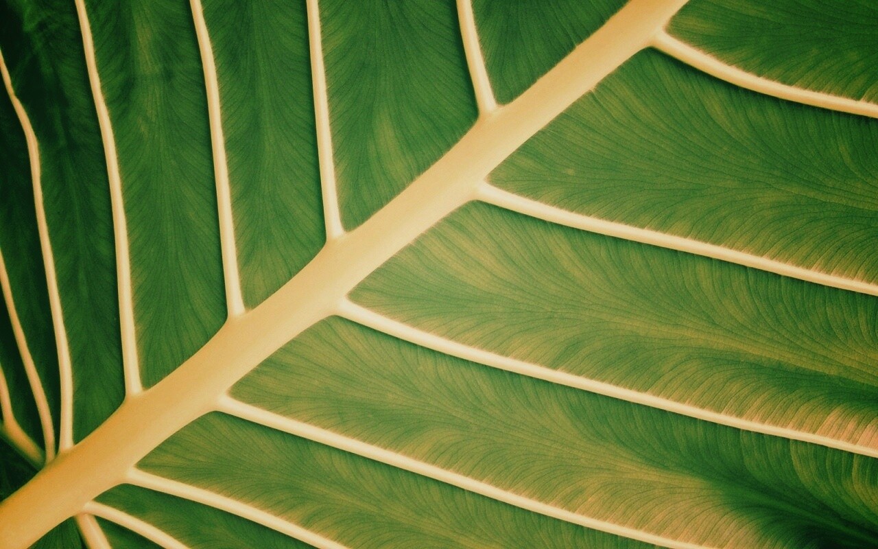 Пальмовый лист обои