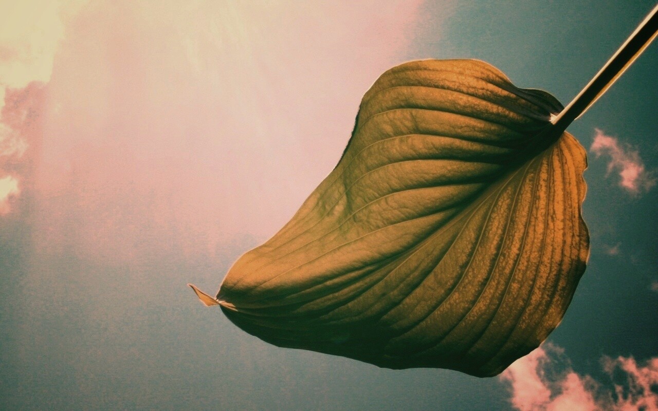 Листик тянется к солнцу обои