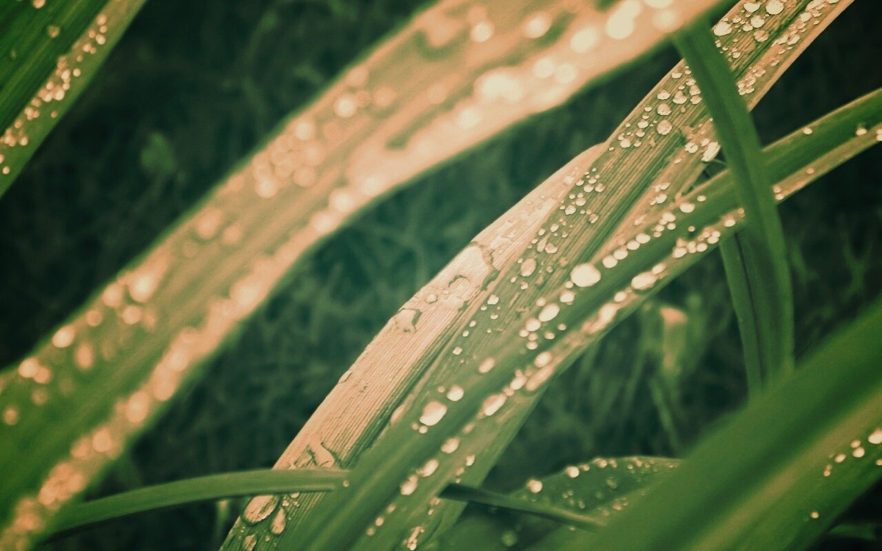 Роса на траве обои