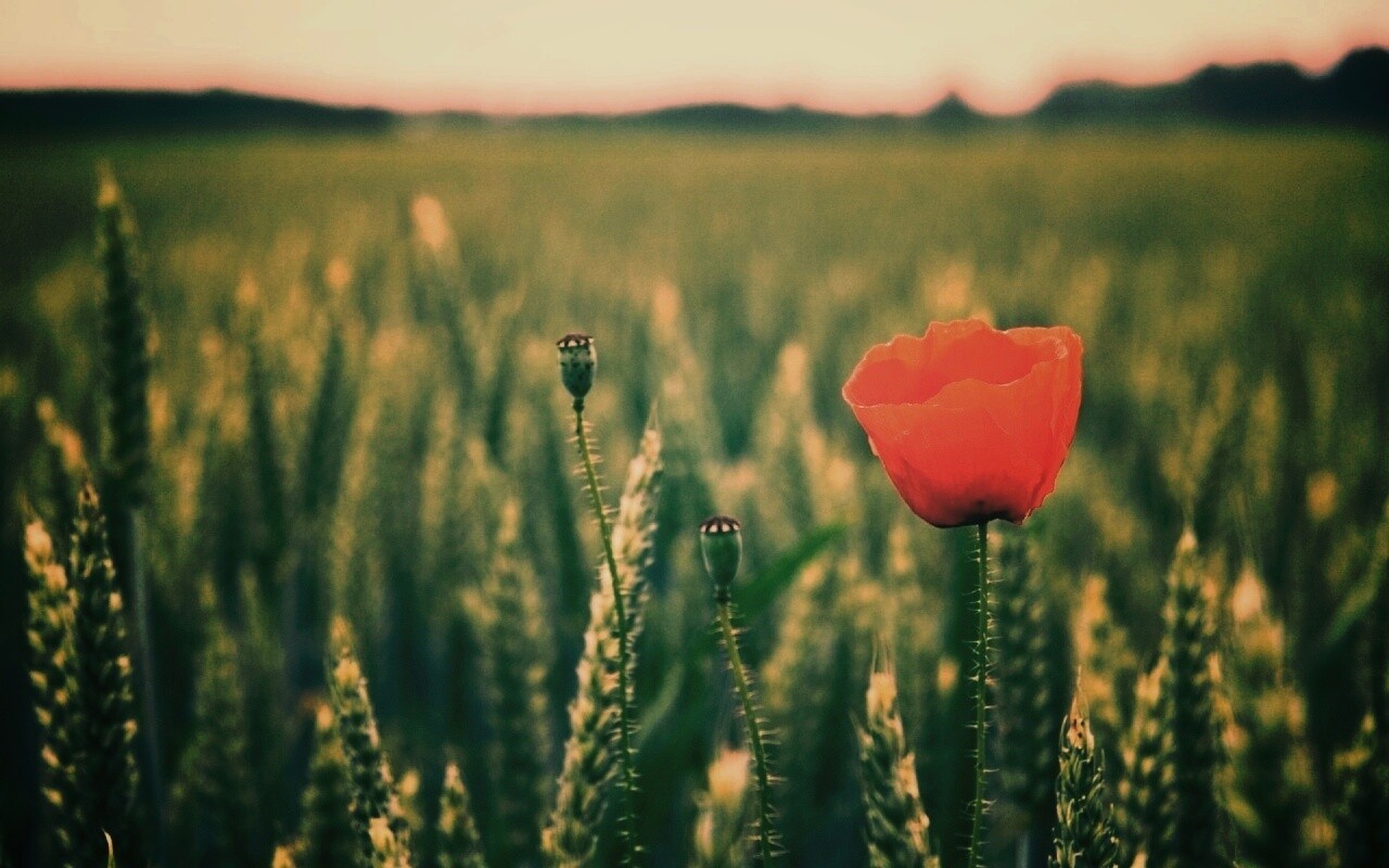 Первый распустившийся мак обои