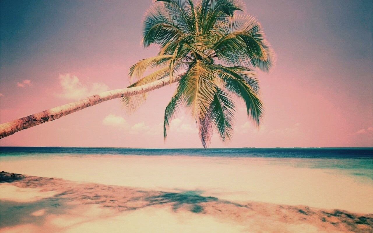 Пальма на лазурном берегу обои