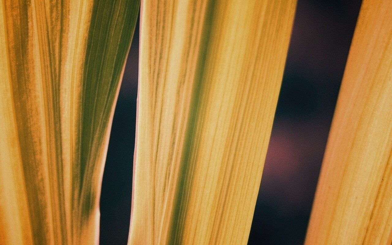 Салатоввые травинки обои