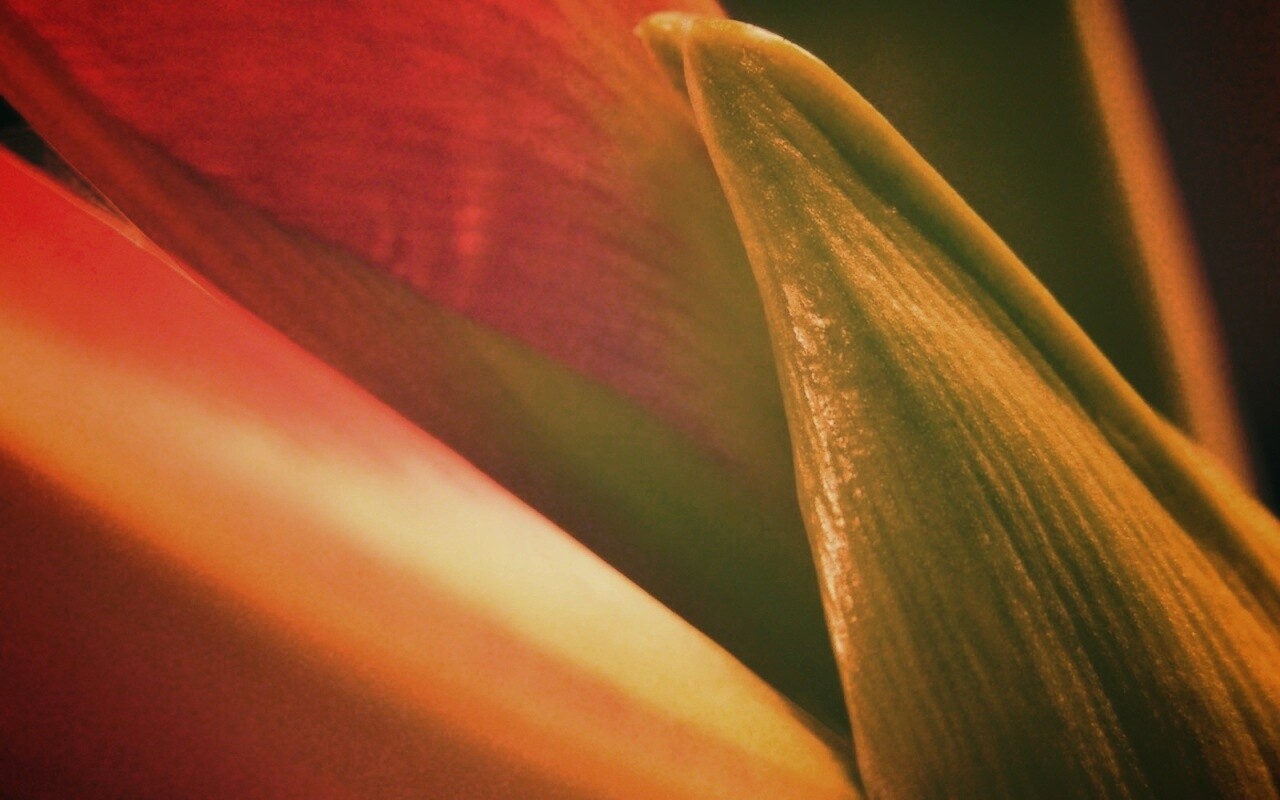 Макро фото цветка обои