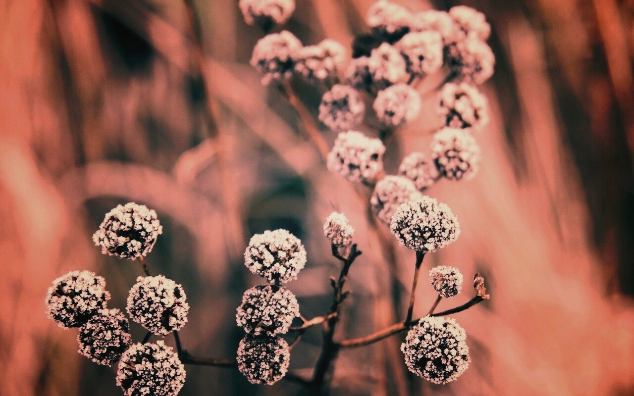 Иний на растении обои