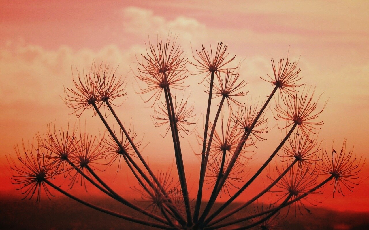 Зонтичное соцветие обои