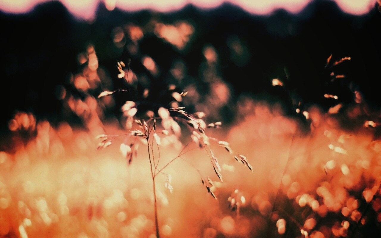 Трава на солнце обои