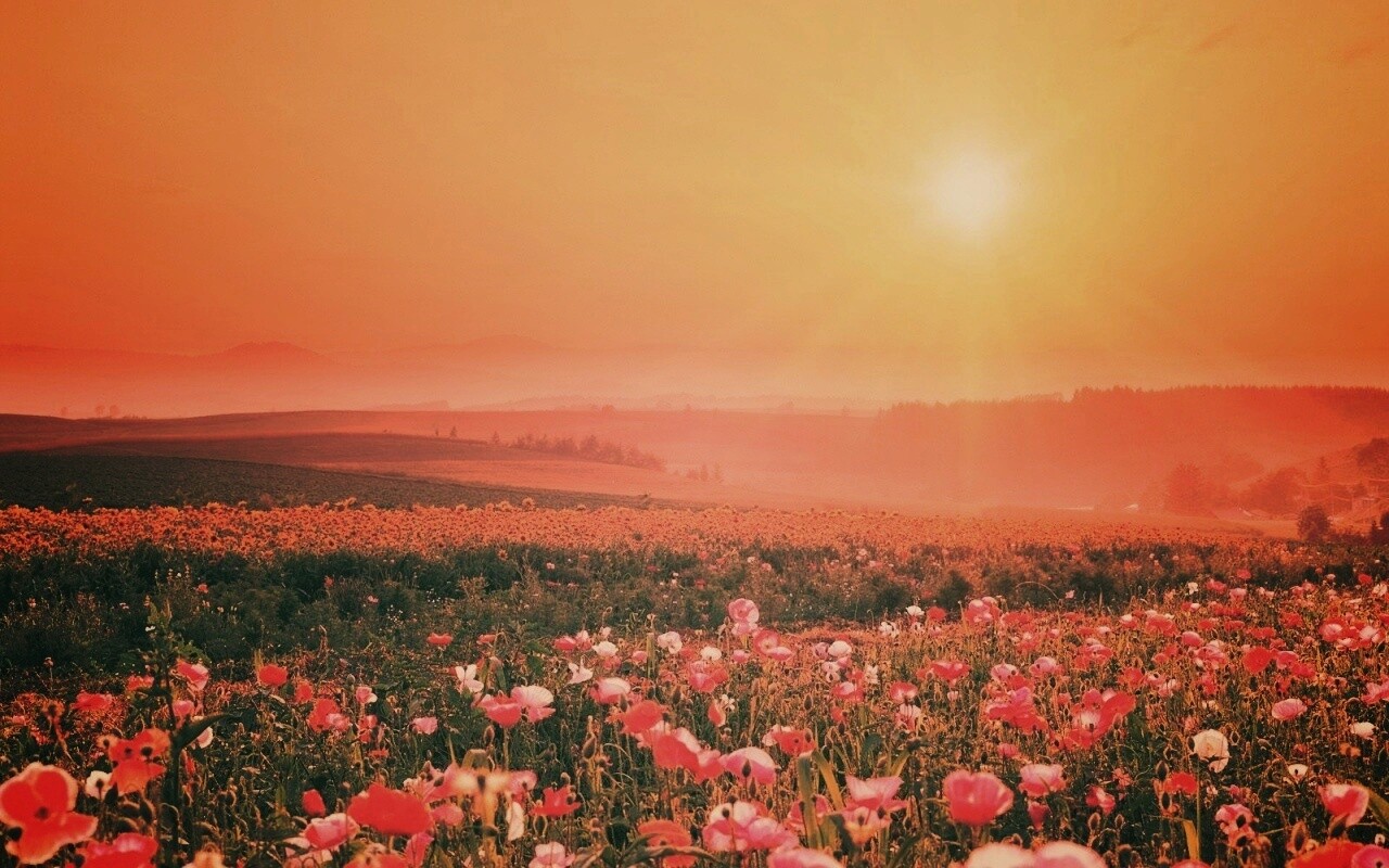 Цветущие поля обои