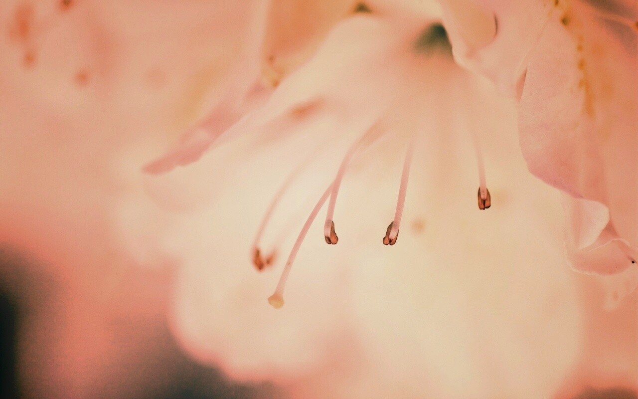 Цветок орхидеи обои