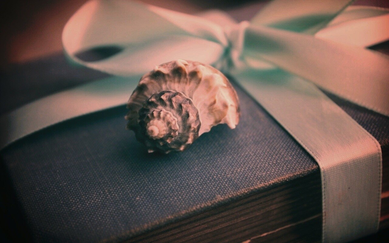 Ракушка на подарочном альбоме обои