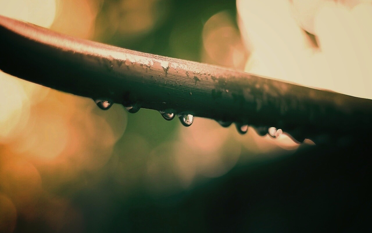 Капли на стебле обои