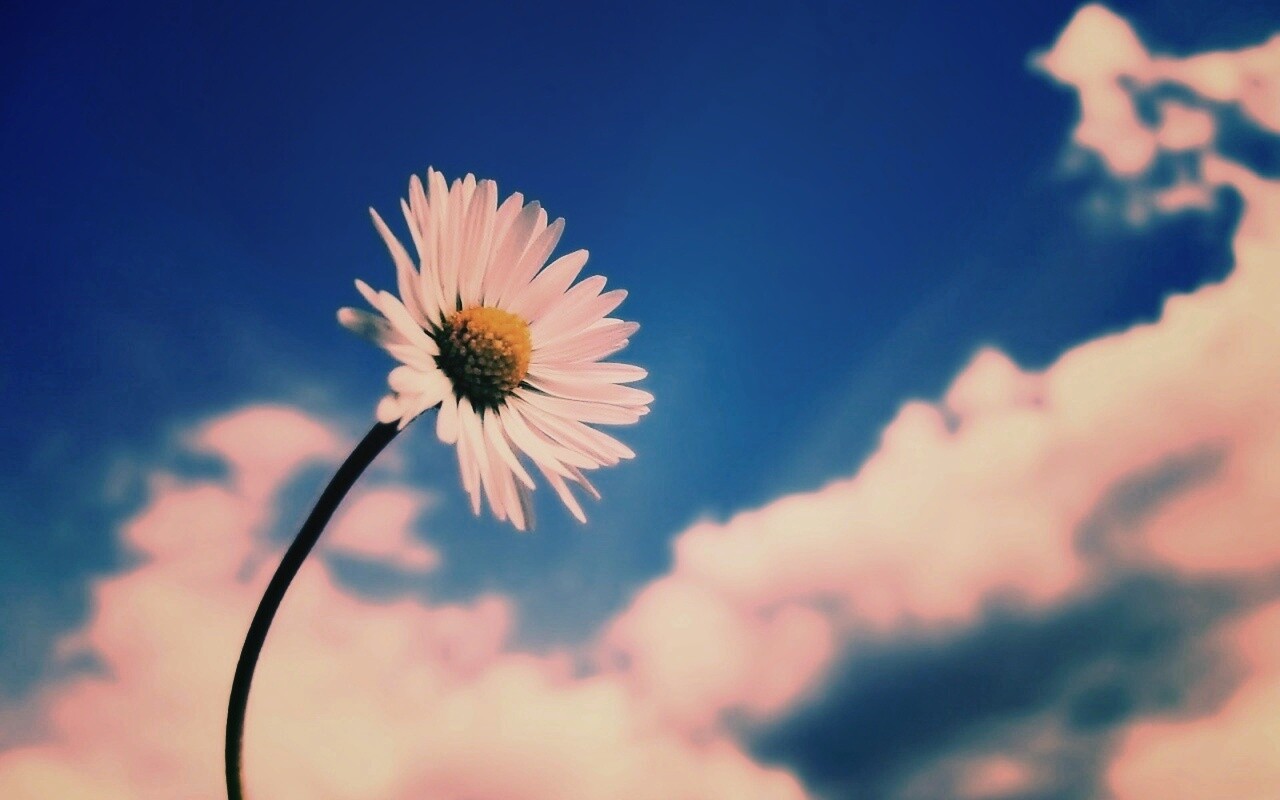 Ромашка на фоне неба обои