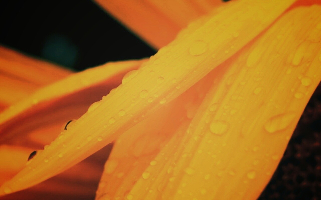 Капли на желтом лепестке обои