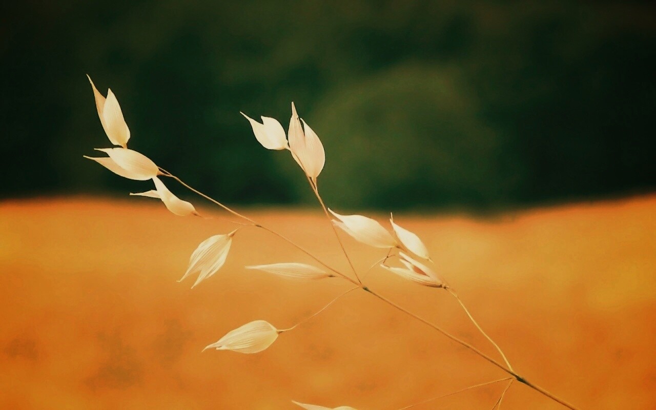 Белые полевые цветочки обои