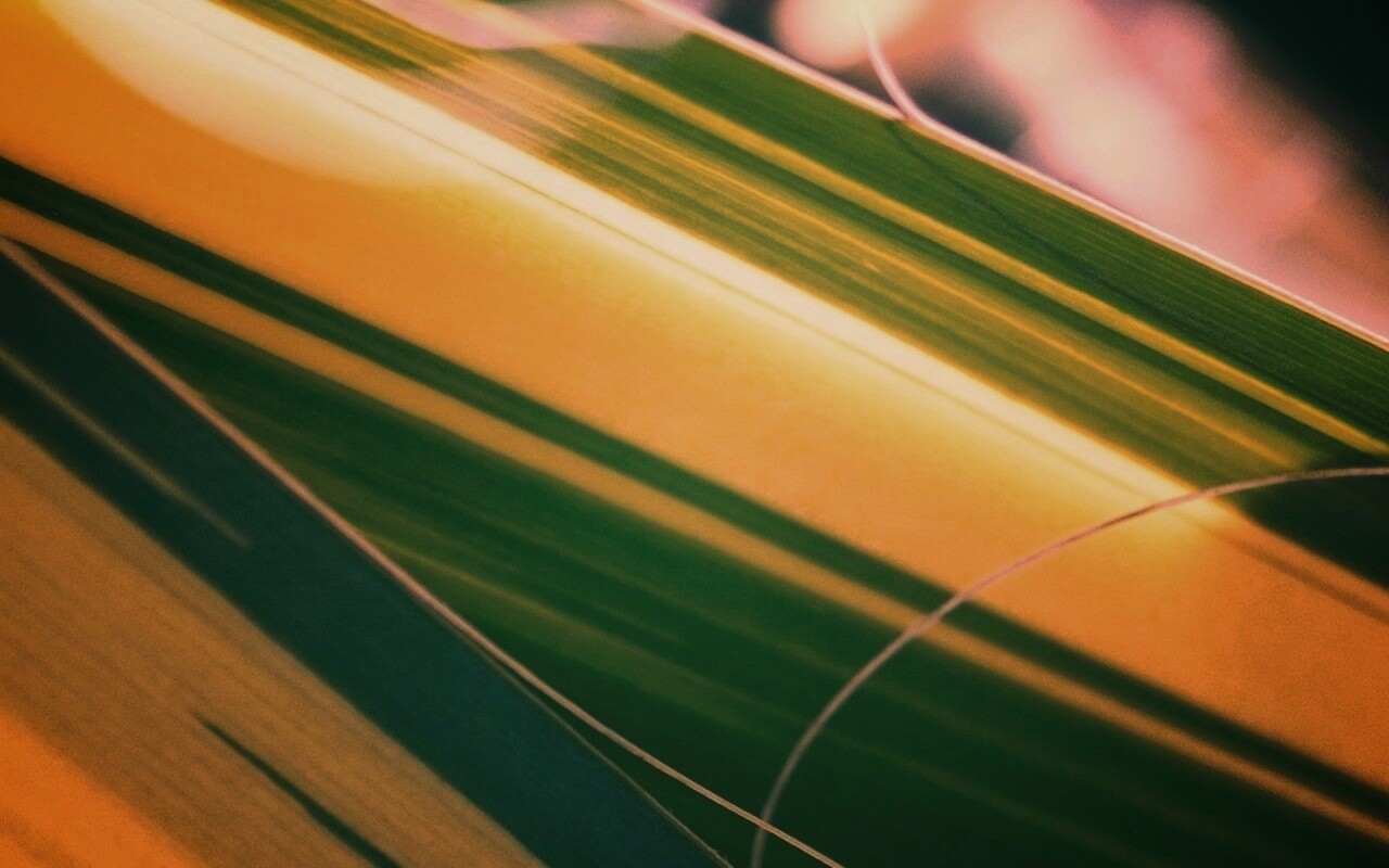 Желто-зеленые травинки обои