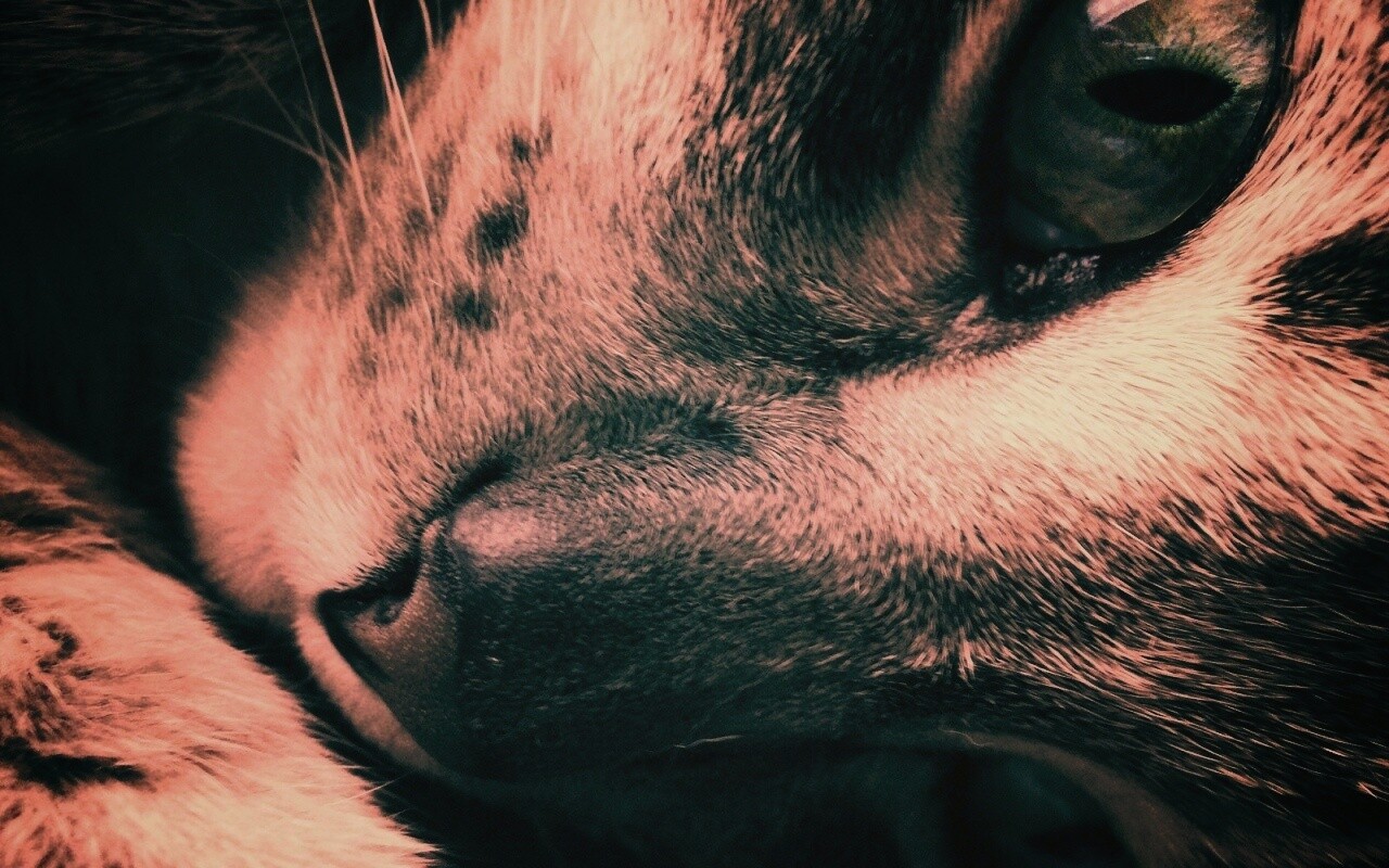 Мордашка кота крупным планом обои