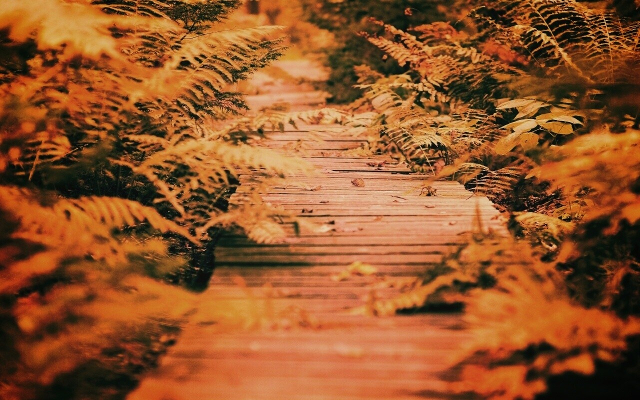 Деревянная дорожка обои