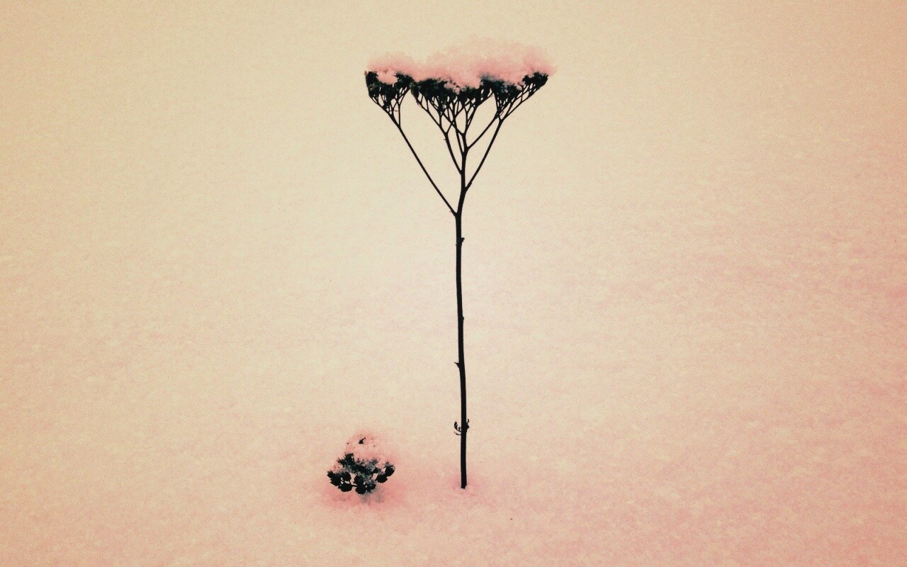 Заснеженная травинка обои