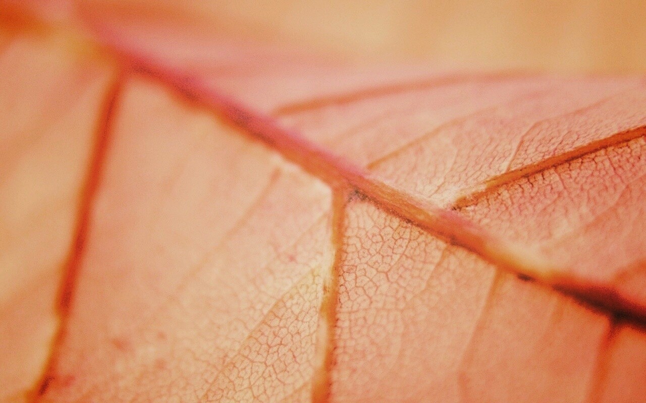 Желтый лист обои