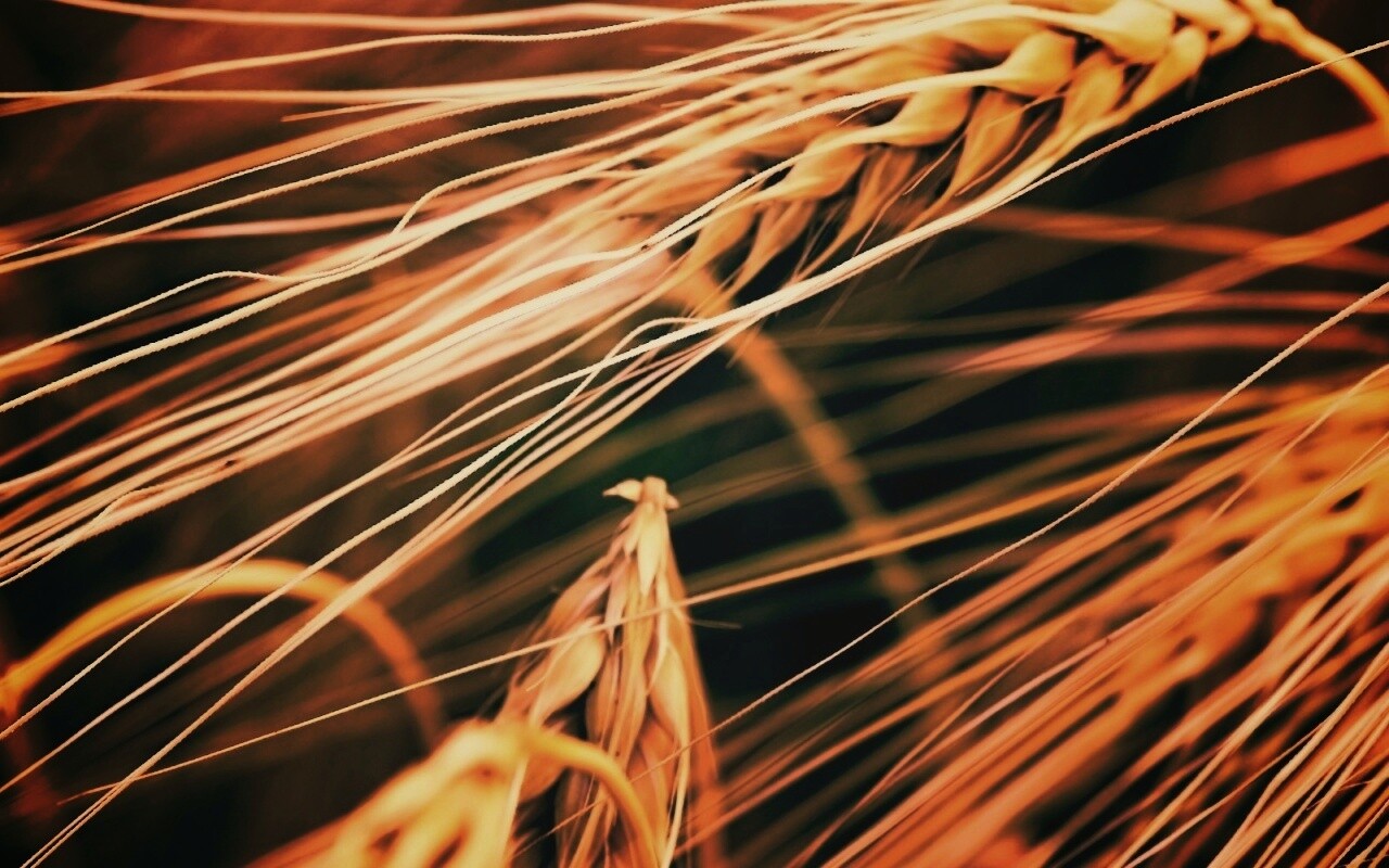 Лохматые колосья обои