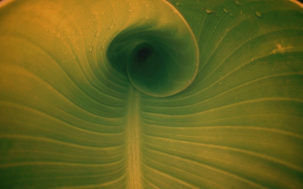 Свернутый в трубочку лист обои