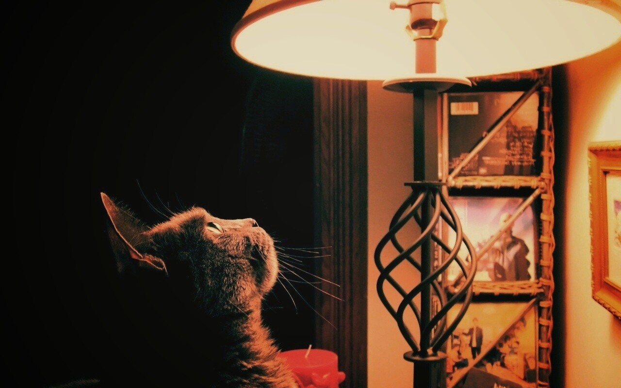 Кот смотрит под торшер обои