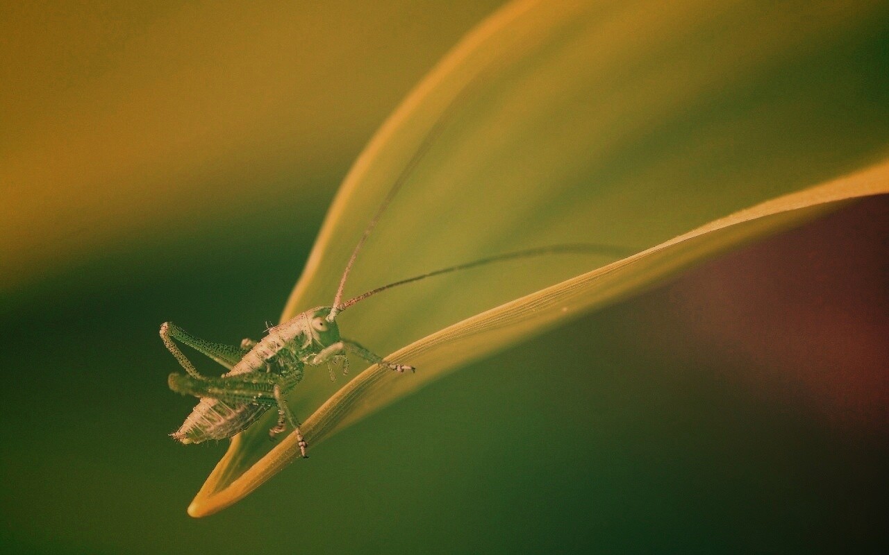 Кузнечик на листике обои