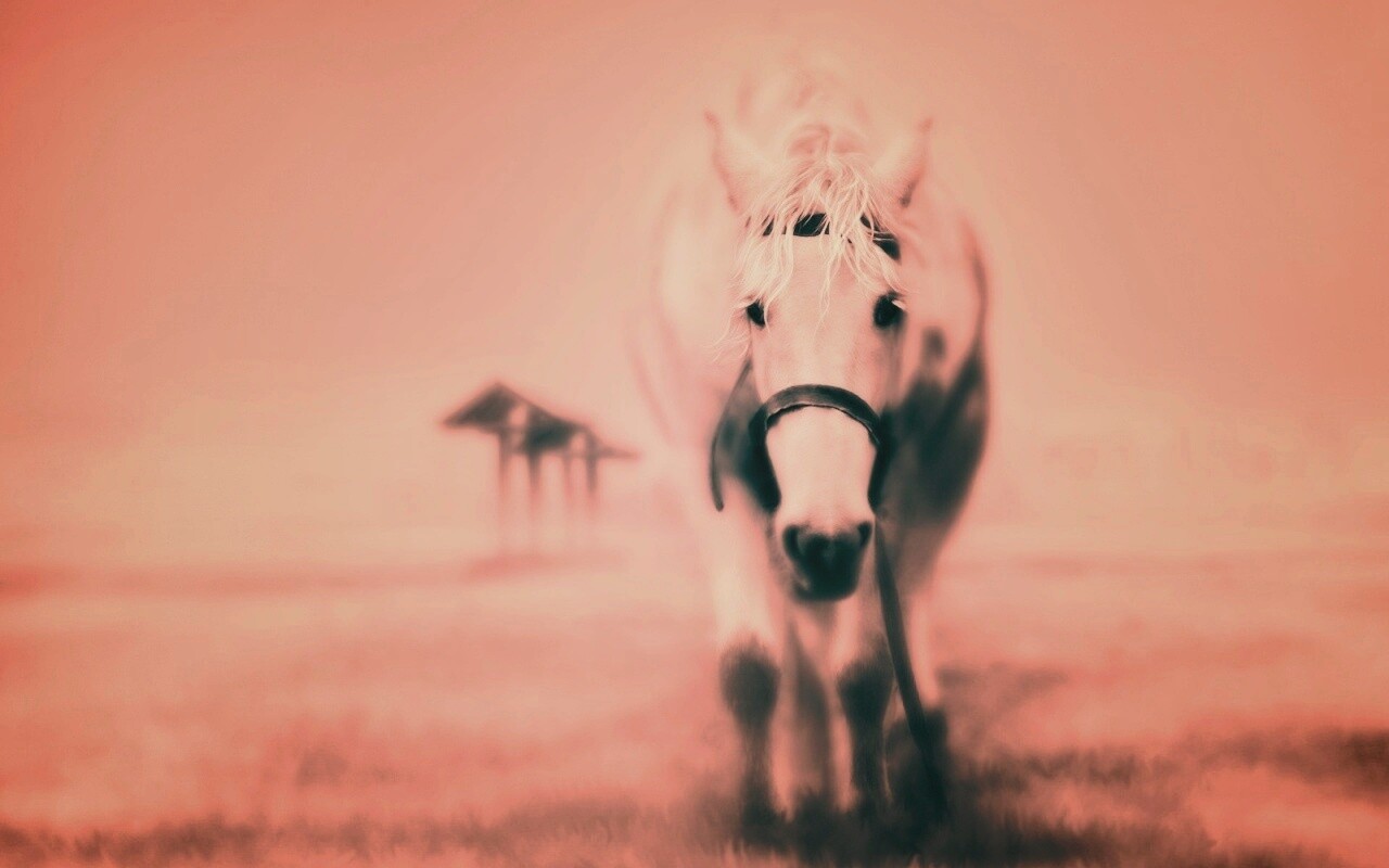 Лошадка обои