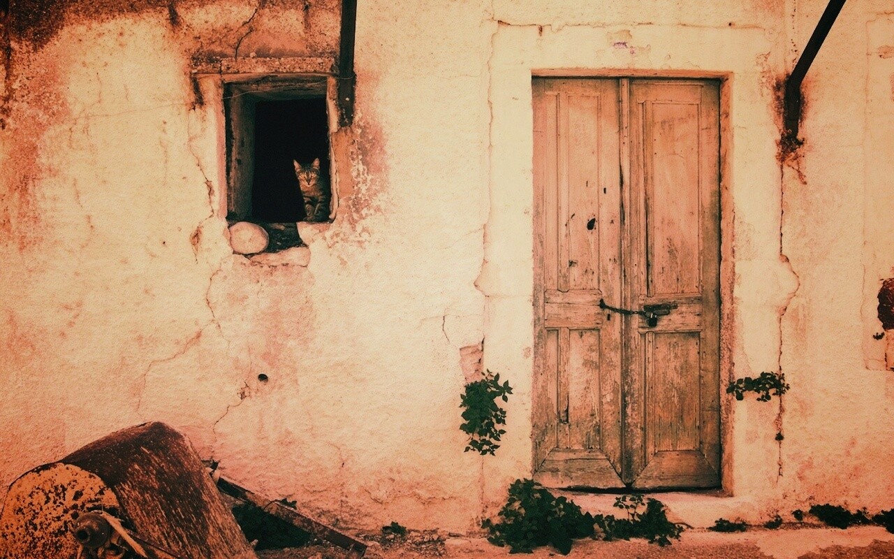 Кот выглядывает из разрушенного дома обои