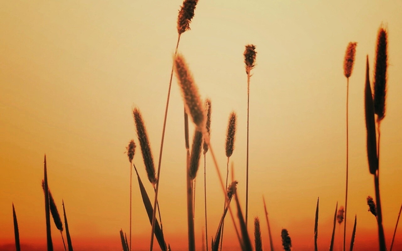Травинки на закате обои