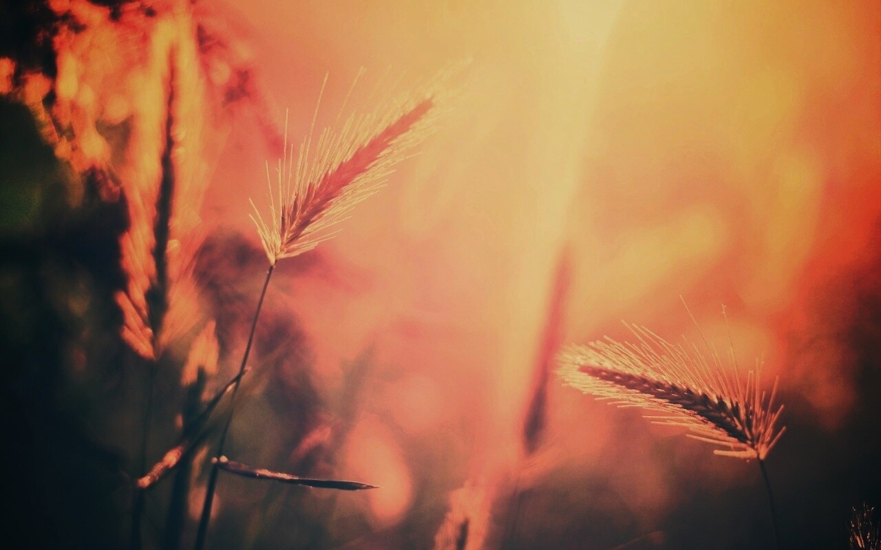 Травинки на солнце обои