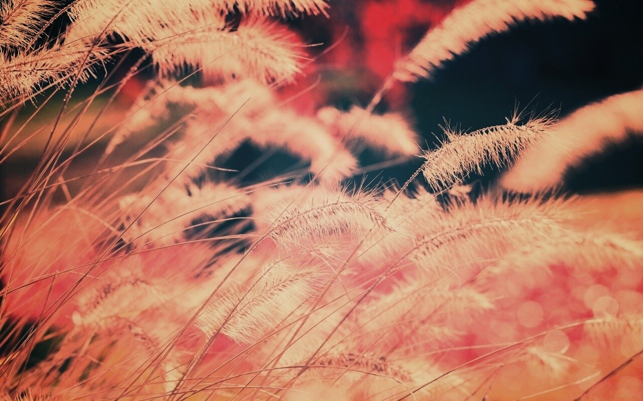 Травинки на ветру обои