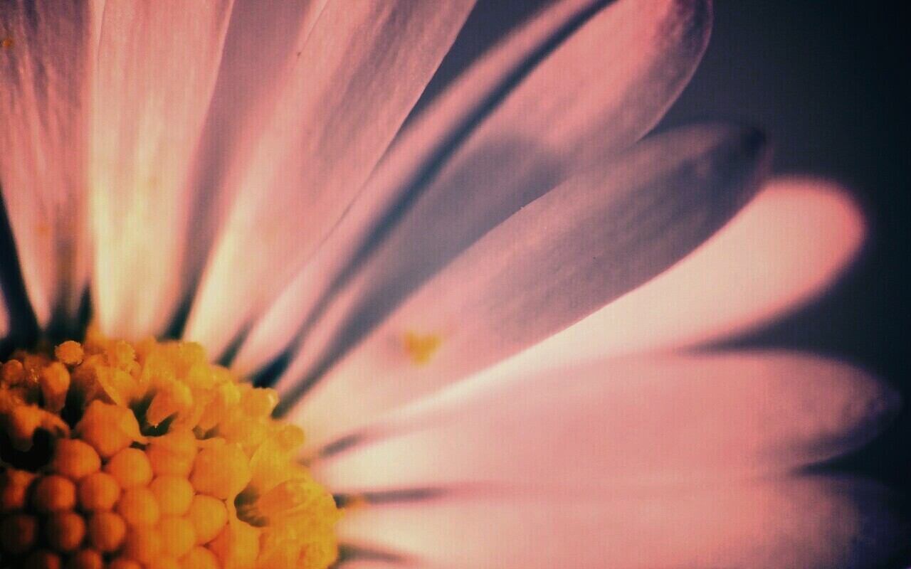 Ромашка обои