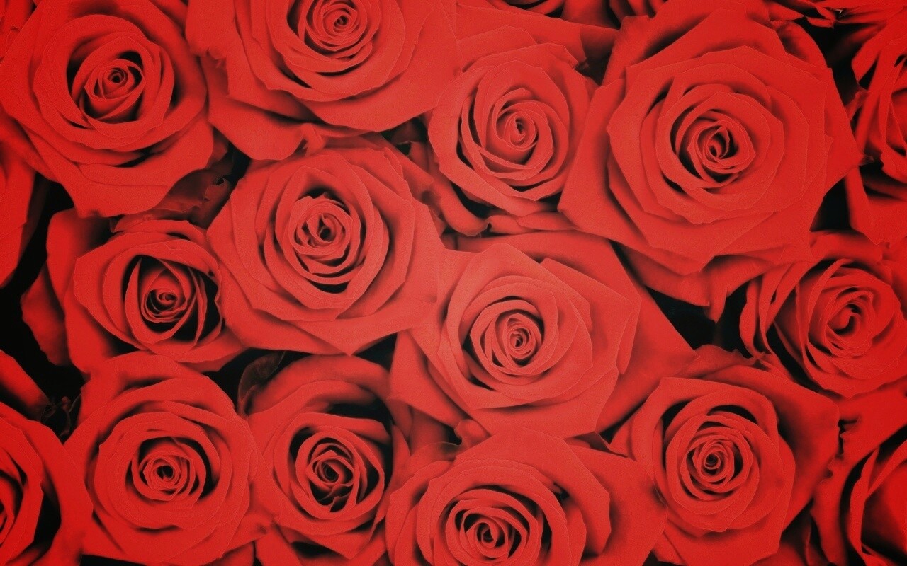 Букет красных роз обои