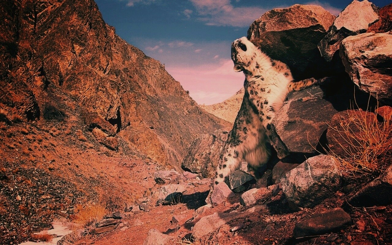 Барс чешется о камни обои