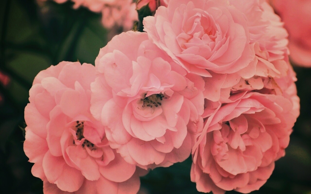 Розовые цветы обои