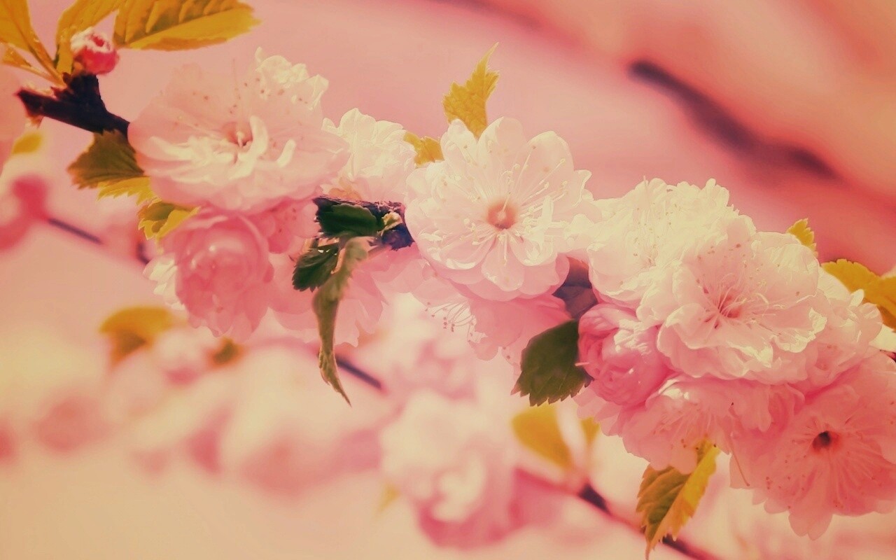 Ветка с цветами обои