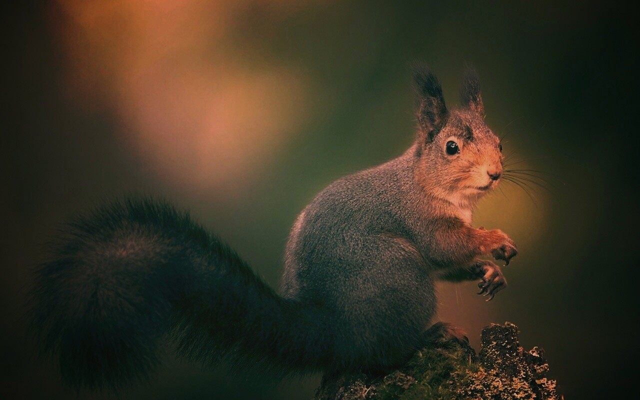 Белку застали врасплох обои