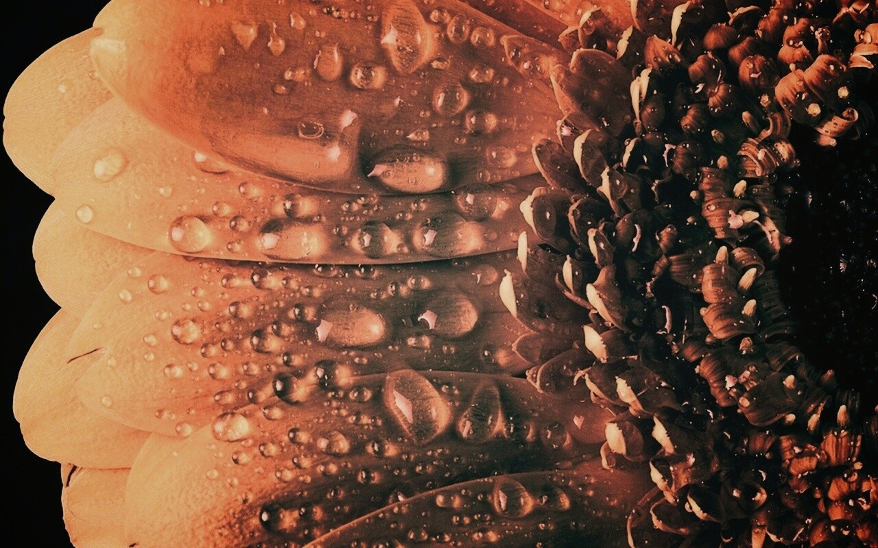 Капли на лепестках гербера обои