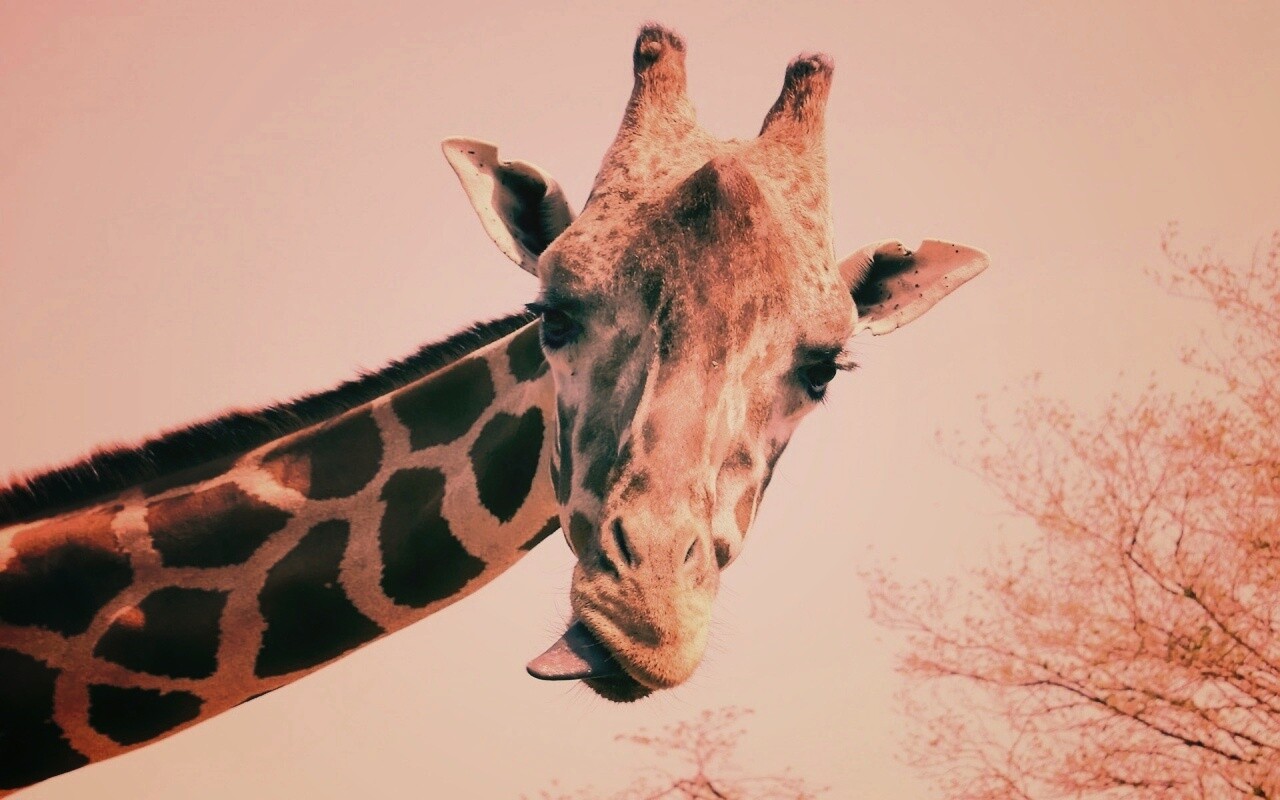 Жираф показывает язык обои
