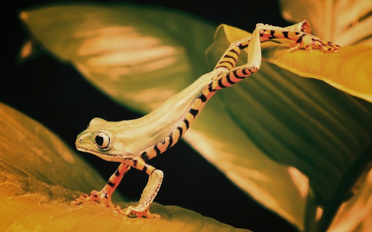 Лягушка переползает с листа на лист обои